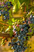 Cabernet Franc Block In Harvest Fine Art Print