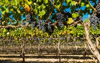 Petit Verdata Block In Red Mountain At Harvest Fine Art Print