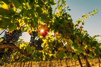 Sunburt On Petit Verdata Fine Art Print