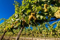 Riesling Grapes In A Columbia River Valley Vineyard Fine Art Print