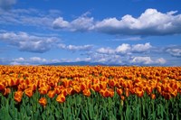 Orange Tulips In Skagit Valley, Washington State Fine Art Print