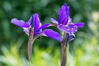 Close-Up Of Iris In A Garden Fine Art Print