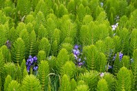 Horsetail, Wild Hyacinth, And Grays Harbor Fine Art Print