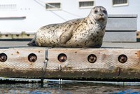 Harbor Seal  Out On A Dock Fine Art Print