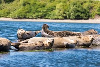 Harbor Seal Gathering At Liberty Bay Fine Art Print