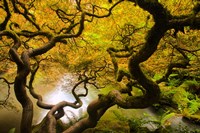 Spring Japanese Maple Hanging Over A Pond Fine Art Print