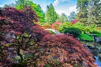 Japanese Maple With Moon Bridge Fine Art Print