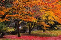 Red Vine Maple In Full Autumn Glory Fine Art Print