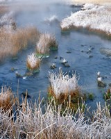 Frost Along White Creek, Wyoming Fine Art Print