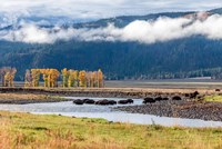 Bison Crossing A Stream Fine Art Print