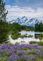 Lupine Flowers With The Teton Mountains In The Background Fine Art Print