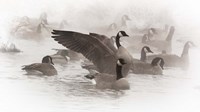 Artistic Shot Of Canadian Geese In The Mist Fine Art Print