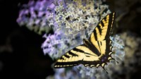 Western Tiger Swallowtail Butterfly On A Lilac Bush Fine Art Print