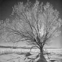 Lone Ice Tree (BW) Fine Art Print