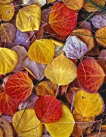 Fallen Autumn Leaves Fine Art Print