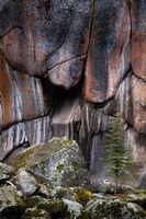 Lichen On Cliff Walls With Single A Tree In The Lamar River Gorge Fine Art Print