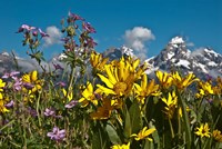 Mule's Ear And Sticky Geraniumm Wyoming Fine Art Print