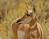 Close-Up Of A Pronghorn Fine Art Print