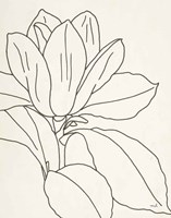 Magnolia Line Drawing v2 Crop Fine Art Print