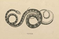 Vintage Viper Fine Art Print