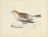 Snow Bunting Print Fine Art Print