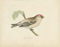 Mealy Redpole Print Fine Art Print