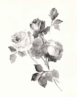 Rose Blossoms Gray Fine Art Print