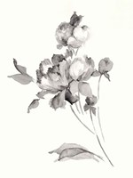 Peony Blossoms Gray Fine Art Print