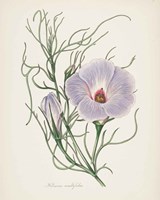 Antique Botanical XXX Cream Framed Print