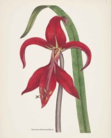 Antique Botanical XIV Cream Framed Print