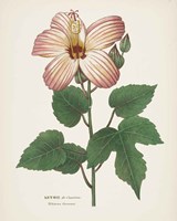 Antique Botanical XXVII Cream Fine Art Print