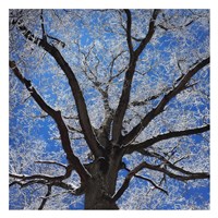 Snow Covered Tree Fine Art Print