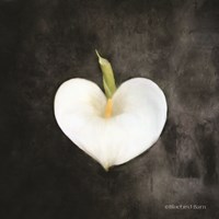 Contemporary Floral Cala Lily Fine Art Print