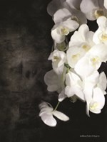 Contemporary White Orchids Fine Art Print