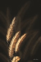 Golden Grass III Fine Art Print