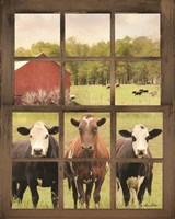 Three Moo View Fine Art Print