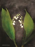 Contemporary Floral Lily of the Valley Fine Art Print
