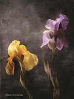 Contemporize Floral Iris Fine Art Print