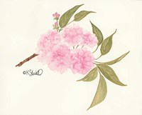 Bashful Blossoms Fine Art Print