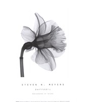 Daffodil by Steven N. Meyers - 10" x 12"
