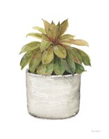 Mixed Greens Succulent III Framed Print