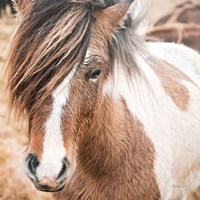 Elska IV Fine Art Print