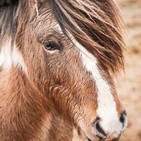 Elska III Fine Art Print