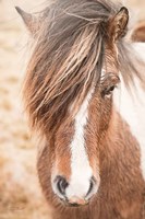 Elska II Fine Art Print