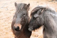 Bjarni and Imir II Fine Art Print