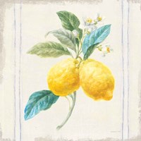 Floursack Lemons III Sq Navy Framed Print