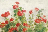 Red Geraniums on White v2 Fine Art Print