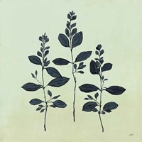 Botanical Study IV Sage Fine Art Print