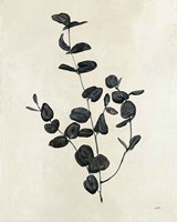 Botanical Study II Fine Art Print