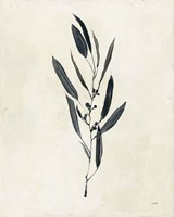 Botanical Study I Fine Art Print